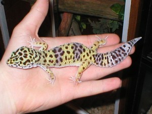 leopard gecko