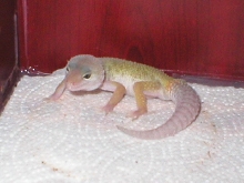 male1