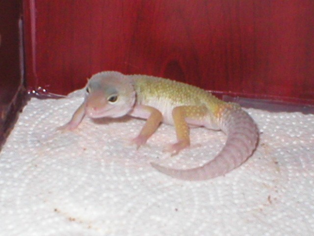 male1