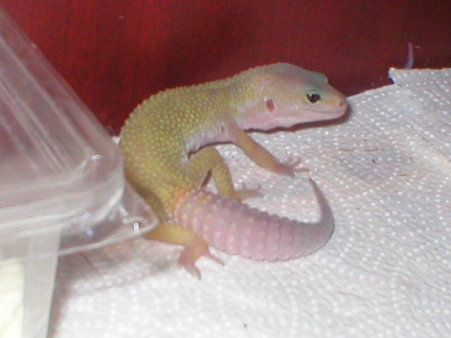male2