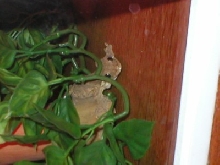 pea