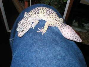 leopard gecko