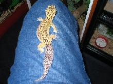 leopard gecko