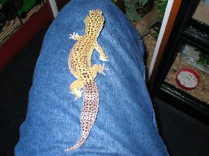 leopard gecko