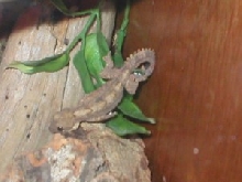 flying gecko