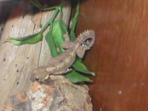 flying gecko