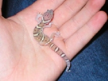 banded gecko