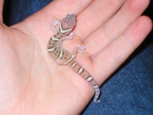 banded gecko