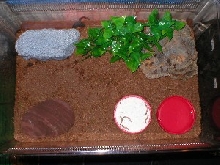 toads viv