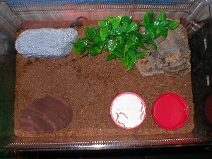 toads viv
