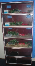 gecko vivs