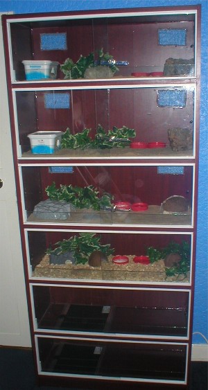 gecko vivs