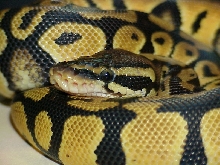Pastel
