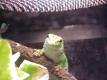 Day Gecko