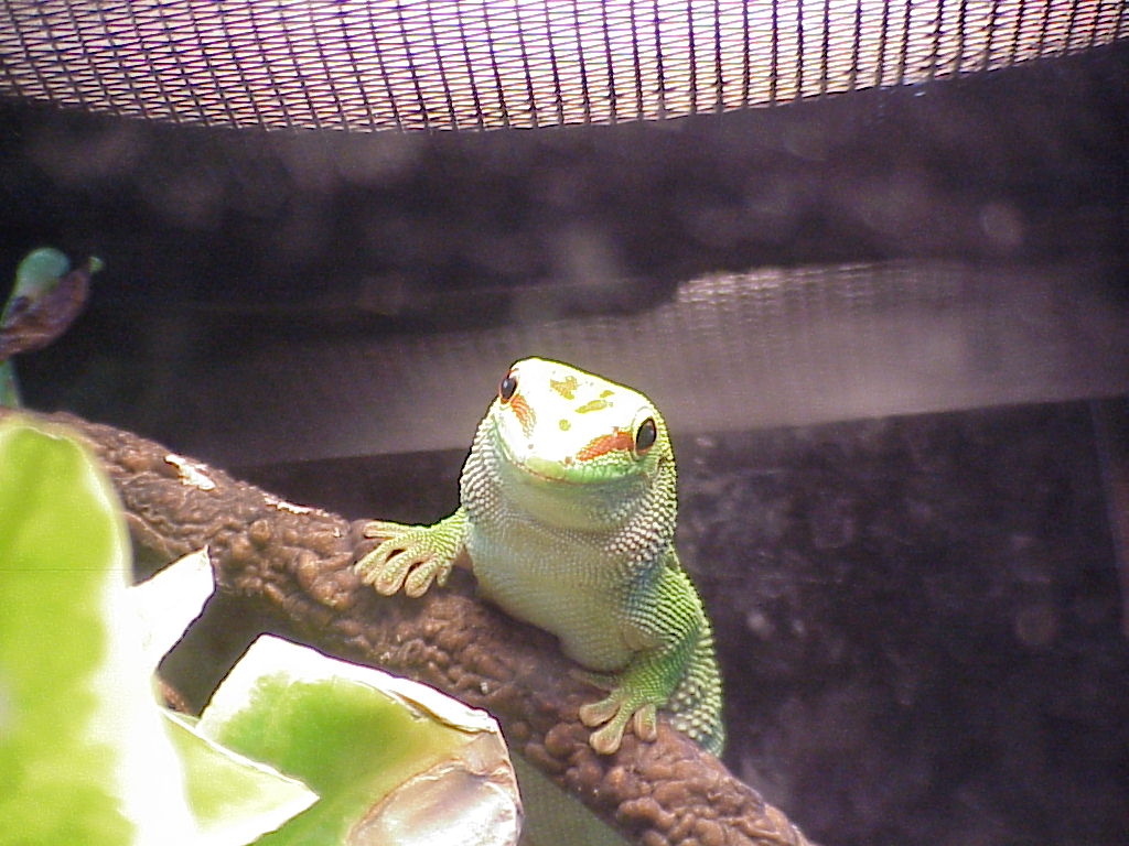 Day Gecko
