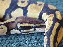 Pastel