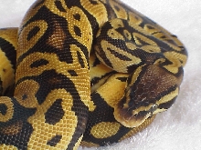 Tip, My Pastel