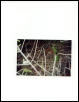 eastern massasauga