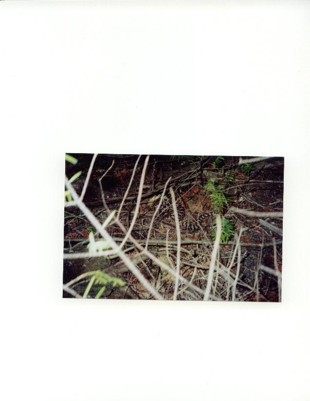 eastern massasauga