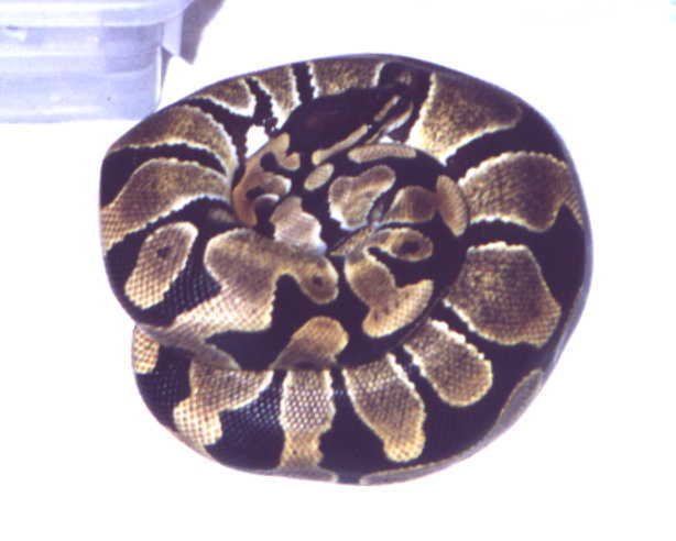 banded ball