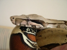 suri head shot