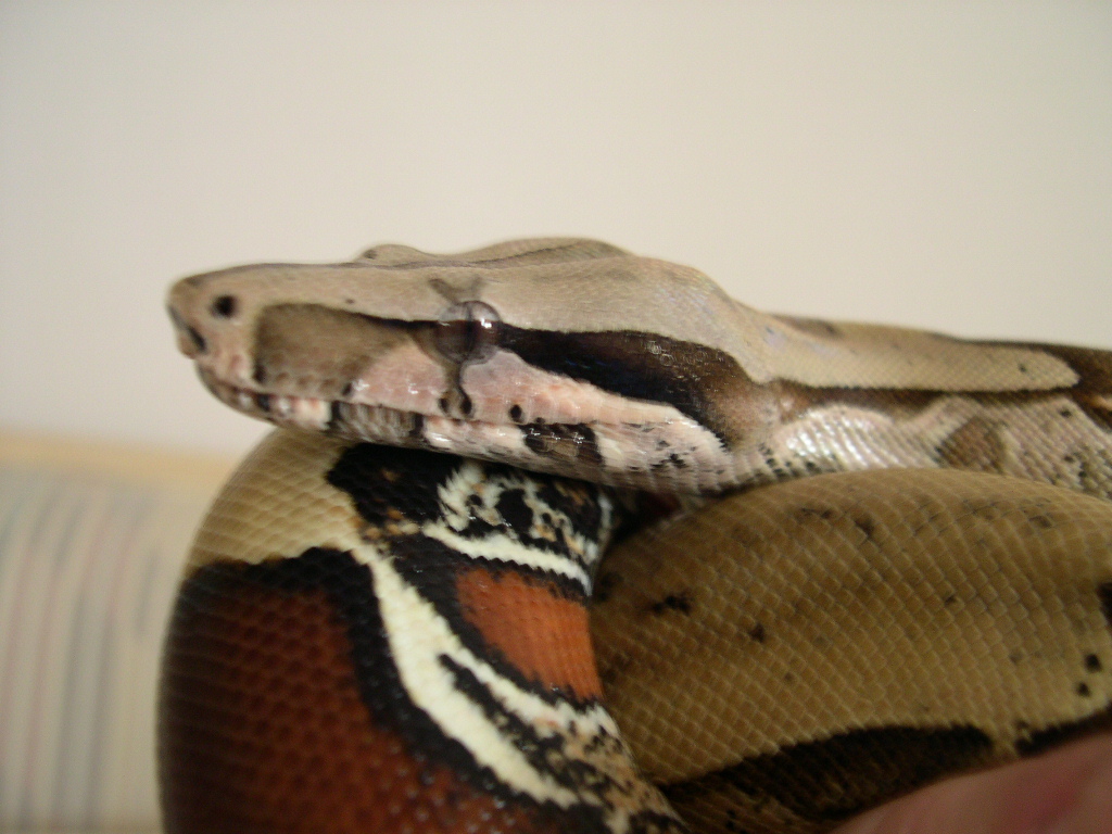 suri head shot