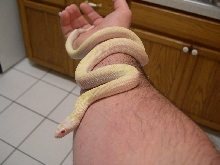 Snow bull snake