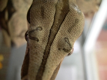 barabbas eyelashes