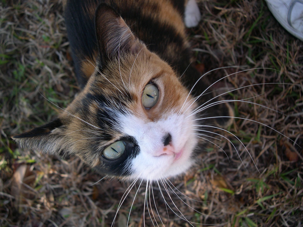 cat
