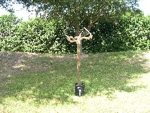 boa tree