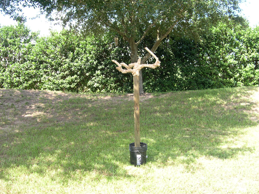 boa tree