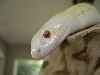 snowball