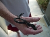 Florida black racer