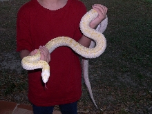 70 inch bull snake