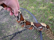 Red tail boa