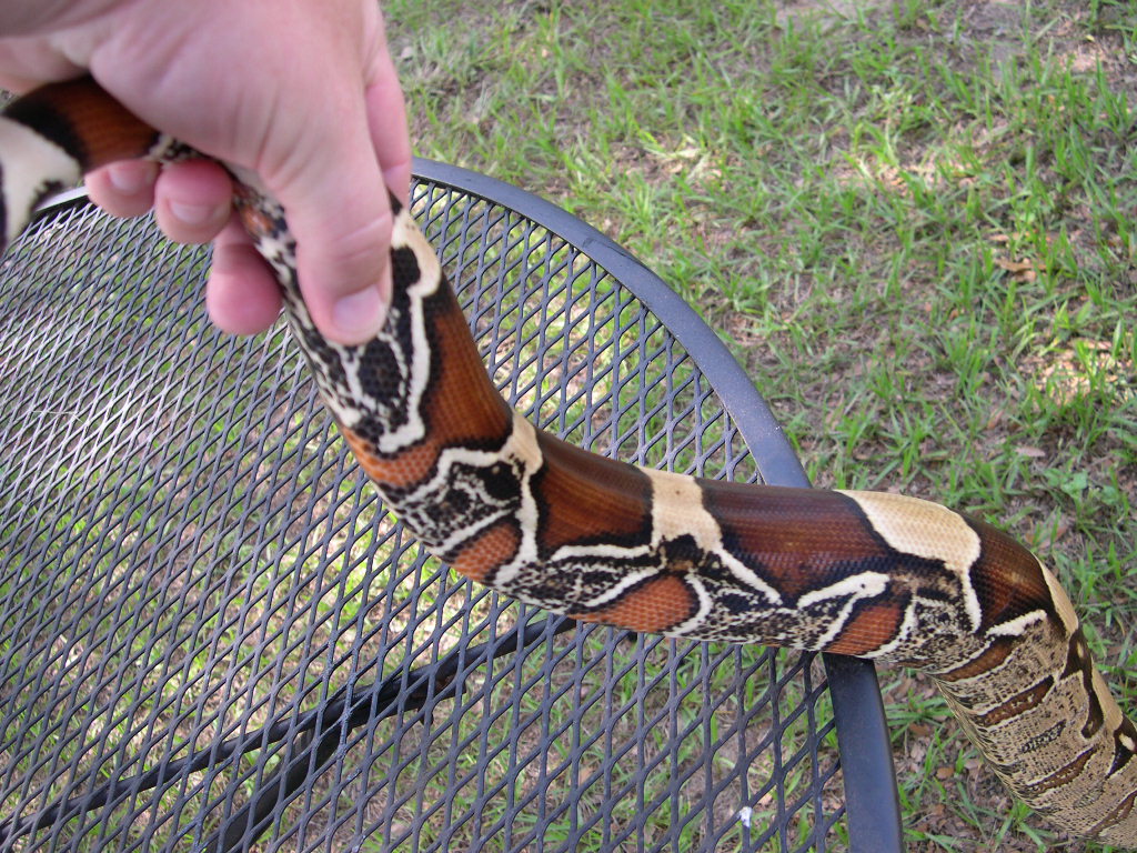 Red tail boa
