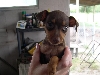 Peanut
