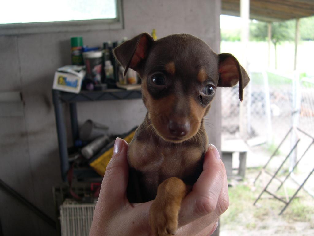 Peanut