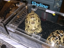 White Ivory Leopard Tortoise