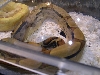 Jungle boa