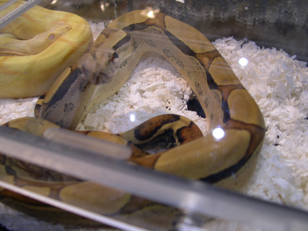 Jungle boa