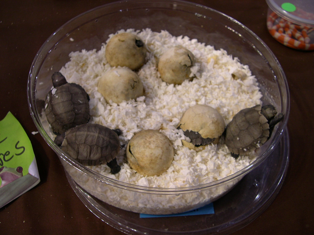 tortoises hatching
