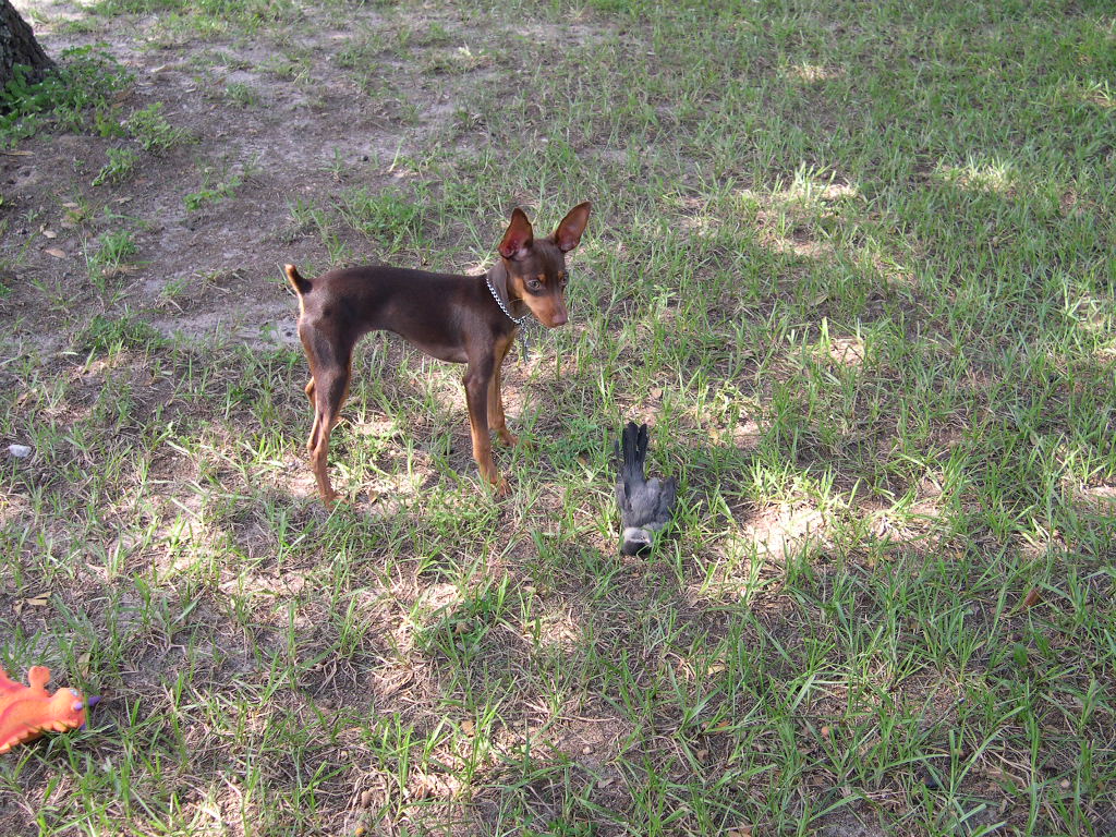 peanut with bird
