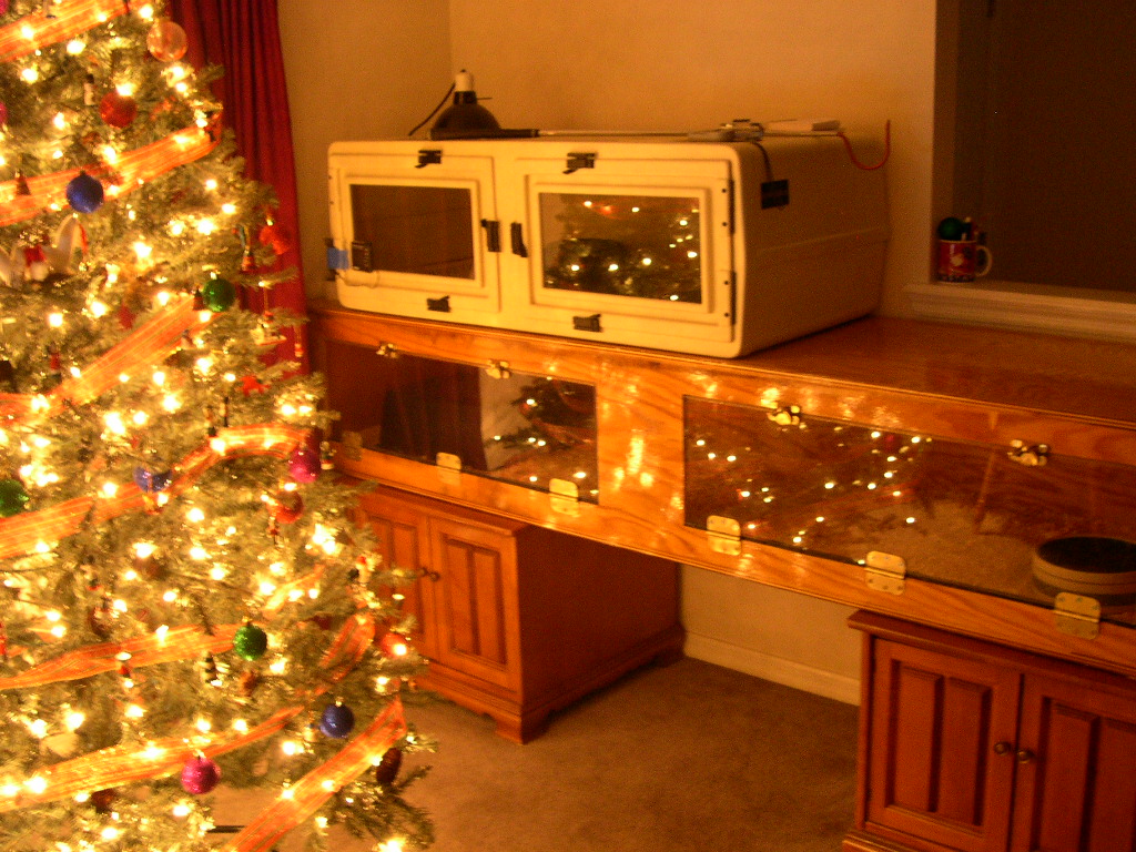 Christmas