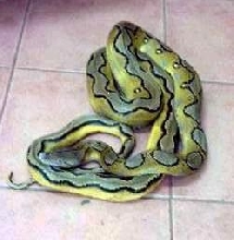 retic1