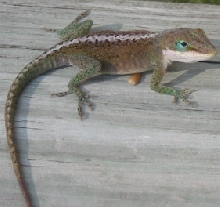Fat female anole