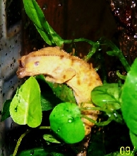 Brindle