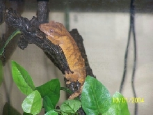 Brindle2