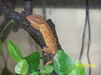 Brindle2