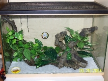 Crested Tank